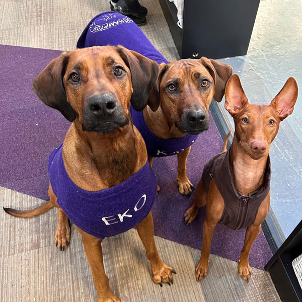 nrdf-dogs-pets nrf-pet-dogs-1